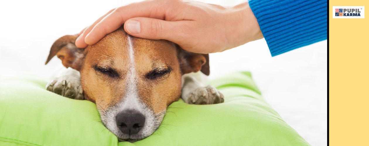 Padaczka bywa objawem różnych schorzeń. Zdjęcie głowy psa leżącego na zielonej poduszce. Na głowie psa dłoń ludzka z kawałkiem rękawa niebieskiego swetra. Po prawej żółty pas i logo pupilkarma. 